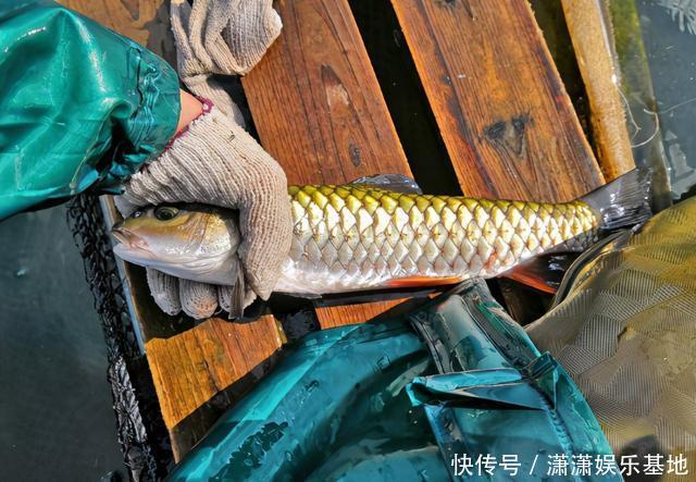 常被年轻人误认成草鱼,殊不知是“淡水之王”,运气好才能钓到