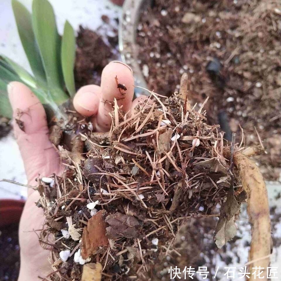 花盆|养20年的君子兰,长得就像“大白菜”,一盆就能长8根花箭