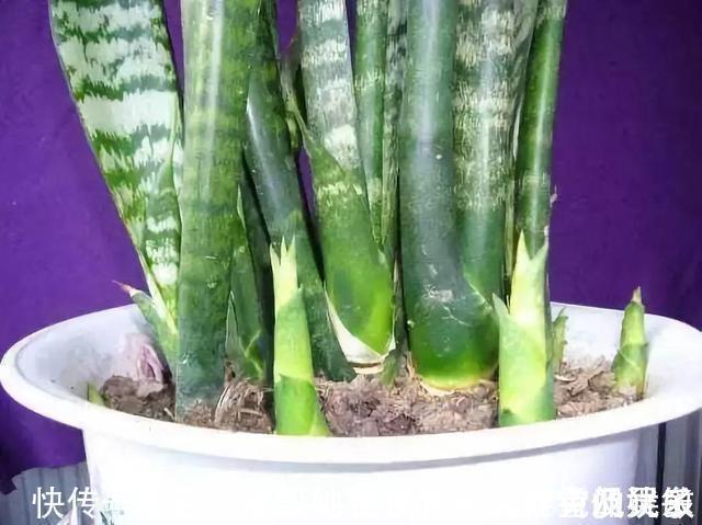 新芽|虎皮兰“长得慢”扒开土喂点“出芽肥”,新芽就像“竹笋”
