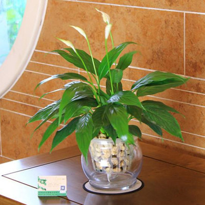 植株|4种花就靠“水养”,多浇水、长得快,花友嗜水如命