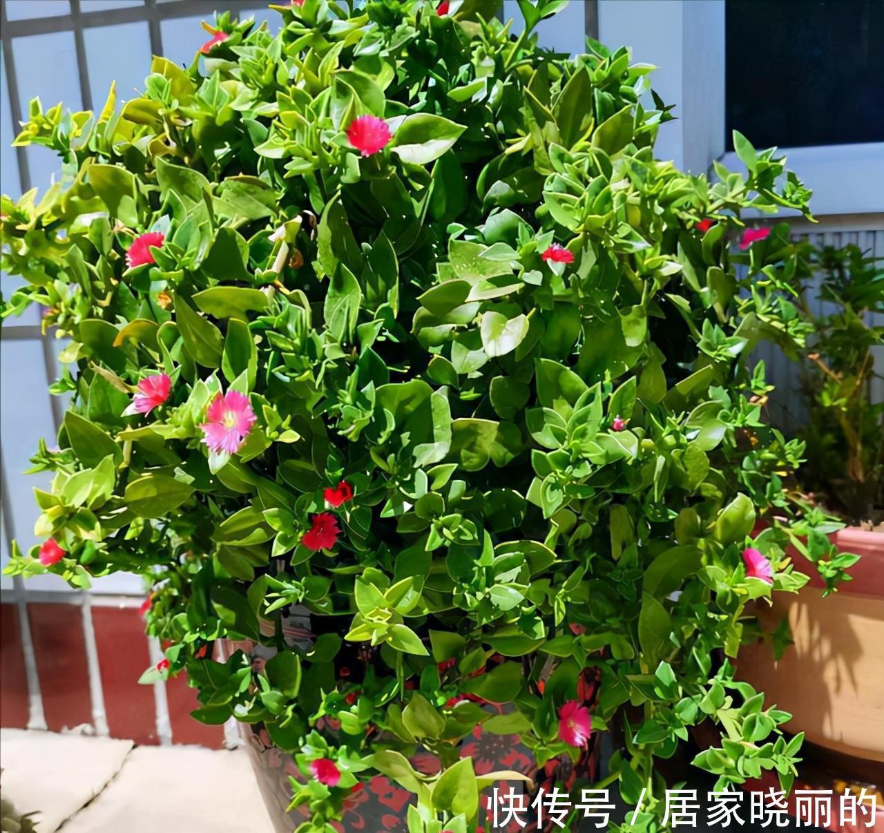 人养花,花亦养人!3种漂亮的花,建议养一些,能吃能看还能养人