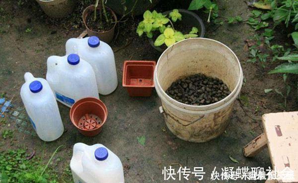 枝叶|“1种水”浇君子兰，7天冒出“大白根”，30天枝叶油绿，冒花芽