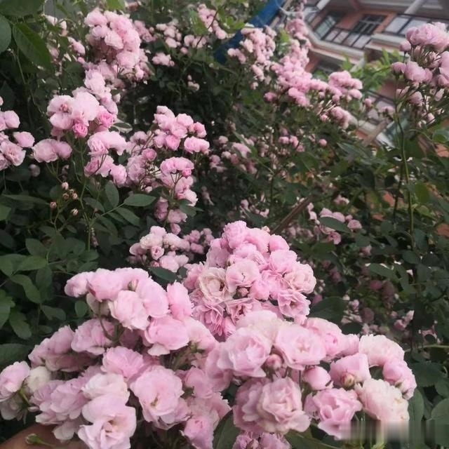 圆滚滚的绣球，瀑布般的花墙，这届花友也太会种花了吧