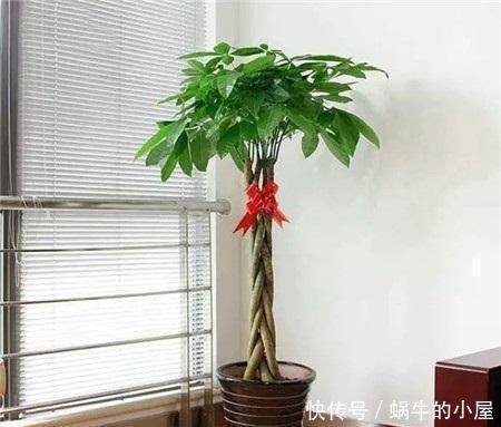 4种树适合摆放客厅里,好养、好看还旺运,我要几盆