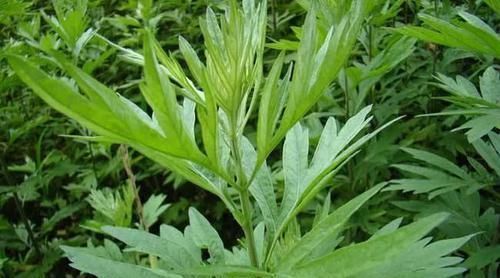 胆经|胆经一通,万病无踪!1个穴位通肝胆,5大疾病全解决