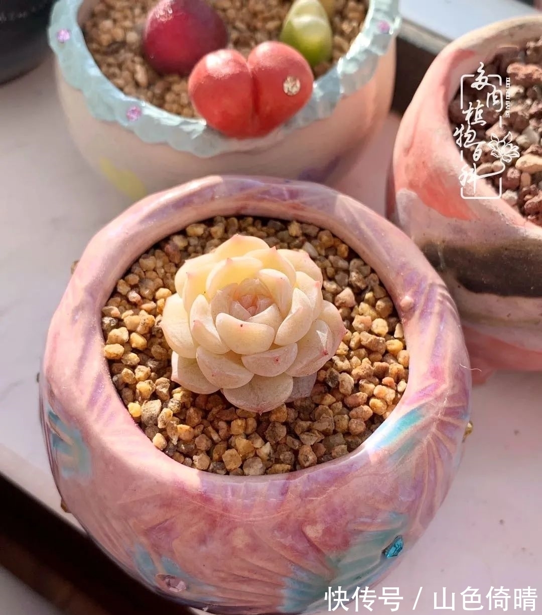 我与多肉植物百科的398天离别又重逢!