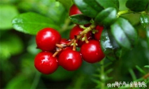 黑莓|女性不想黄脸婆,推荐4种食物,滋阴补阴,养颜抗衰,排毒抗菌