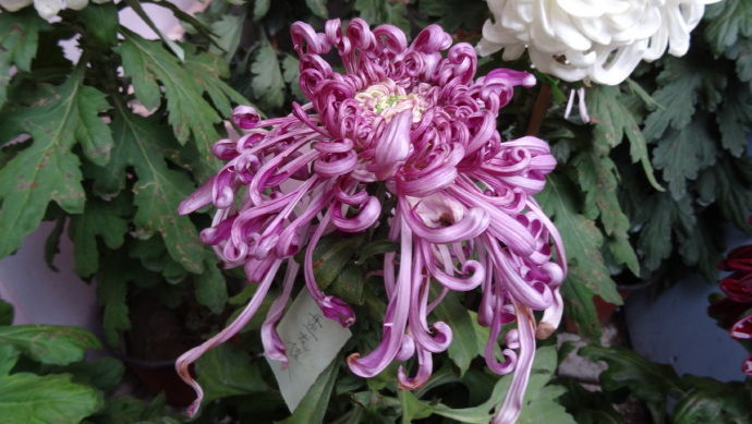 喜欢菊花，不如养盆优良名菊‘花洒玖瑰’花色靓丽，美丽淡雅！