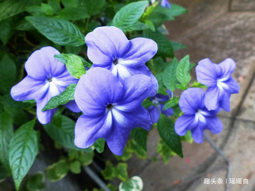 此花因其蓝色的花朵而闻名,有股清凉的韵味,是高贵与华丽的象征