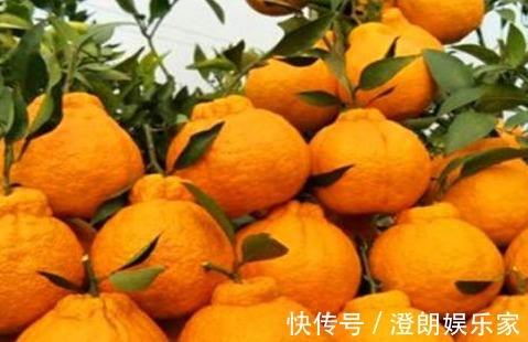 丑柑|人到中年想长寿,多吃的食物,养颜护肤、清理肠道,爱吃就赚了