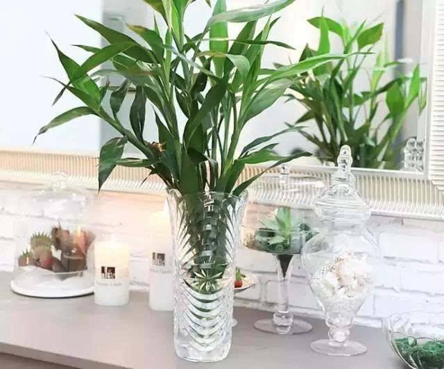 富贵竹养不好,扔个“药片”擦点“酒”,一根长2米,开花好兆头