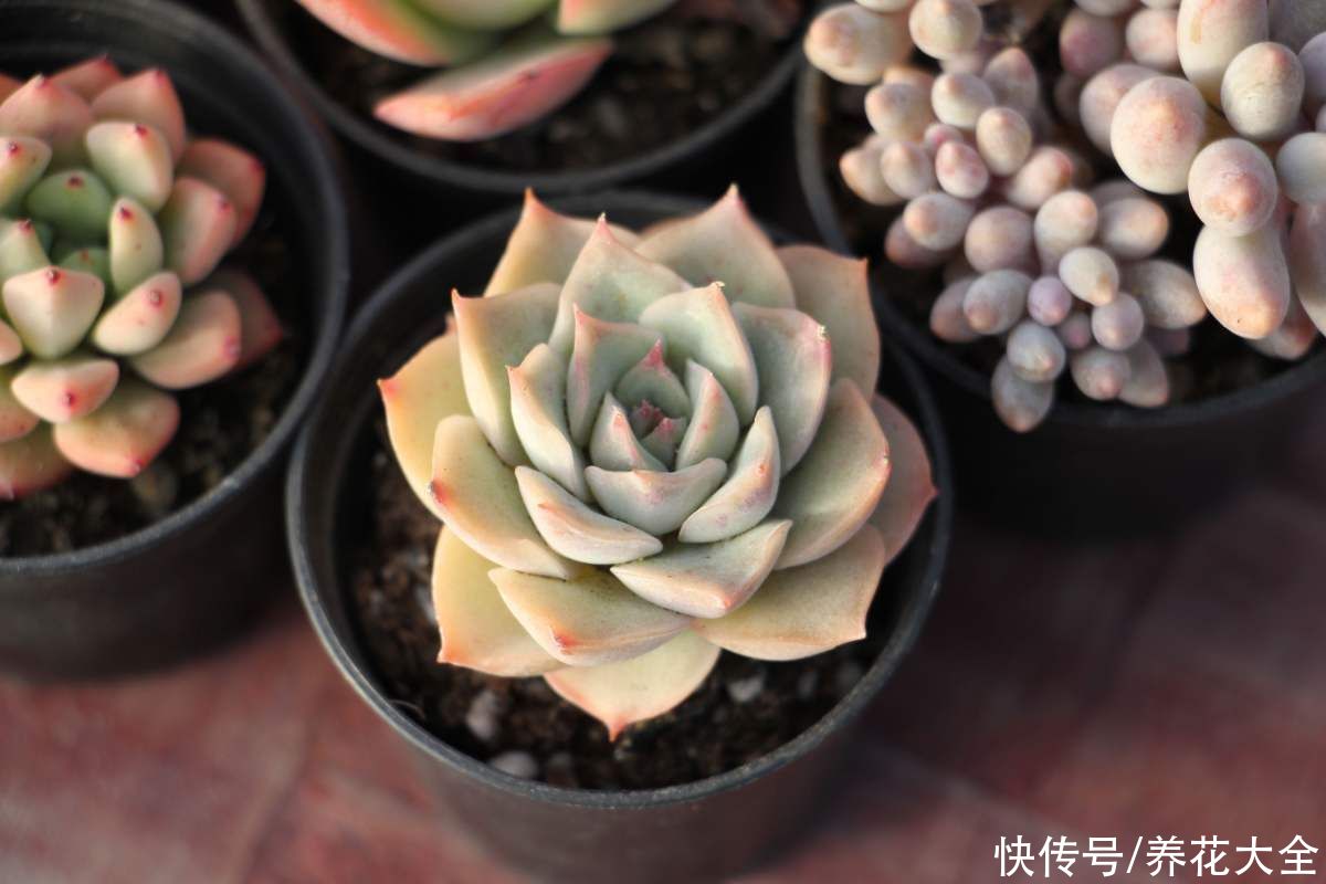 叶片|夏季多肉难养好？记住3个不要，安稳度夏不困难