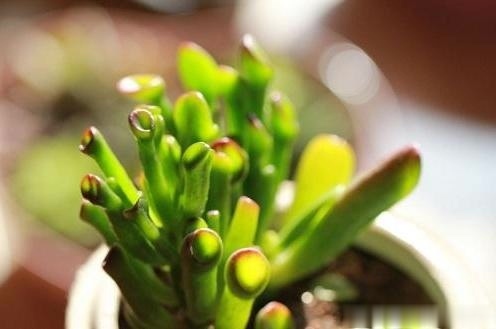 这种“植物”是懒人的最爱，有阳光就能爆盆，好养的不得了