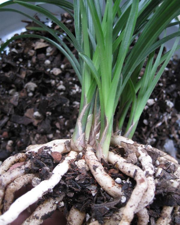 兰花上盆,5个窍门细节做足,根系深,花箭窜,兰花多又香