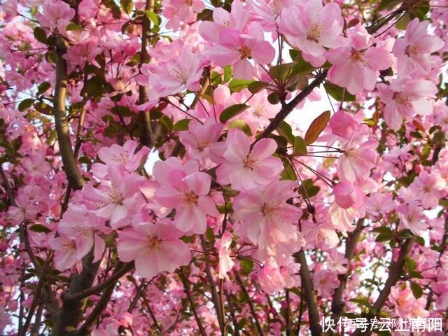 阳春三月，带你看花