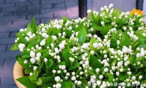 花杀手|最厉害的养花营养液给花喝一勺,根壮叶肥绿,开花多又艳!