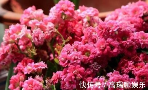 水肥|养长寿花,“水肥光照足”,花苞长不停,开花特别多,轻松爆盆!