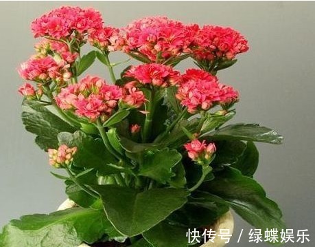 养护|长寿花养护小技巧，这样养，长寿花开满整个花盆，深受花友的喜爱