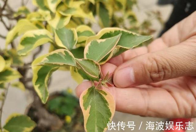 小叶片|给三角梅催花，注意区分花芽与叶芽，合理施肥，让它快开爆