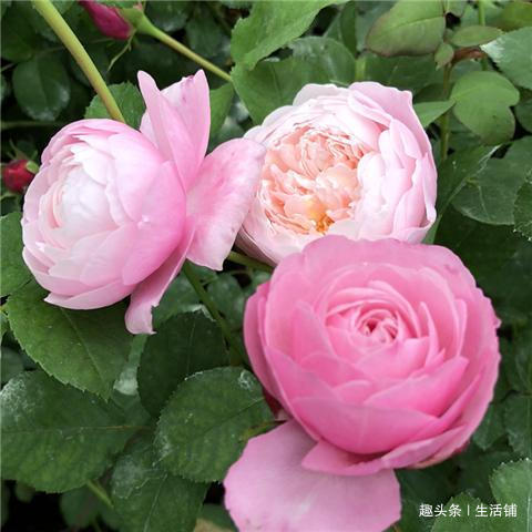 月季不开花2招搞定,花朵鲜艳好看,一茬接一茬