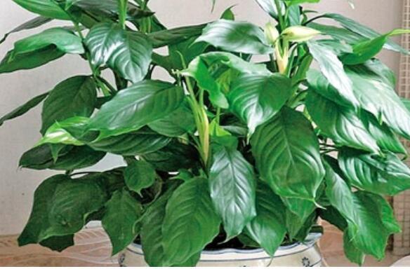 花香|在家里养盆“醉酒杨妃”花姿琼花玉叶,花香醉人,比菊花还美