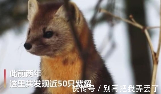 人类!“东北三宝”濒临灭绝,仅因毛色好看,便遭到人类大肆捕杀