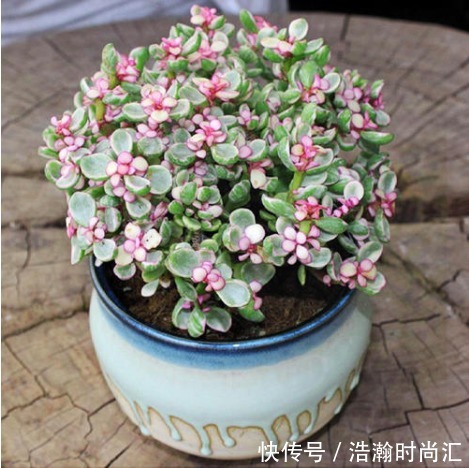 4种“有钱”的花,越养越有钱,家家必备,鲜花开花时间任你选