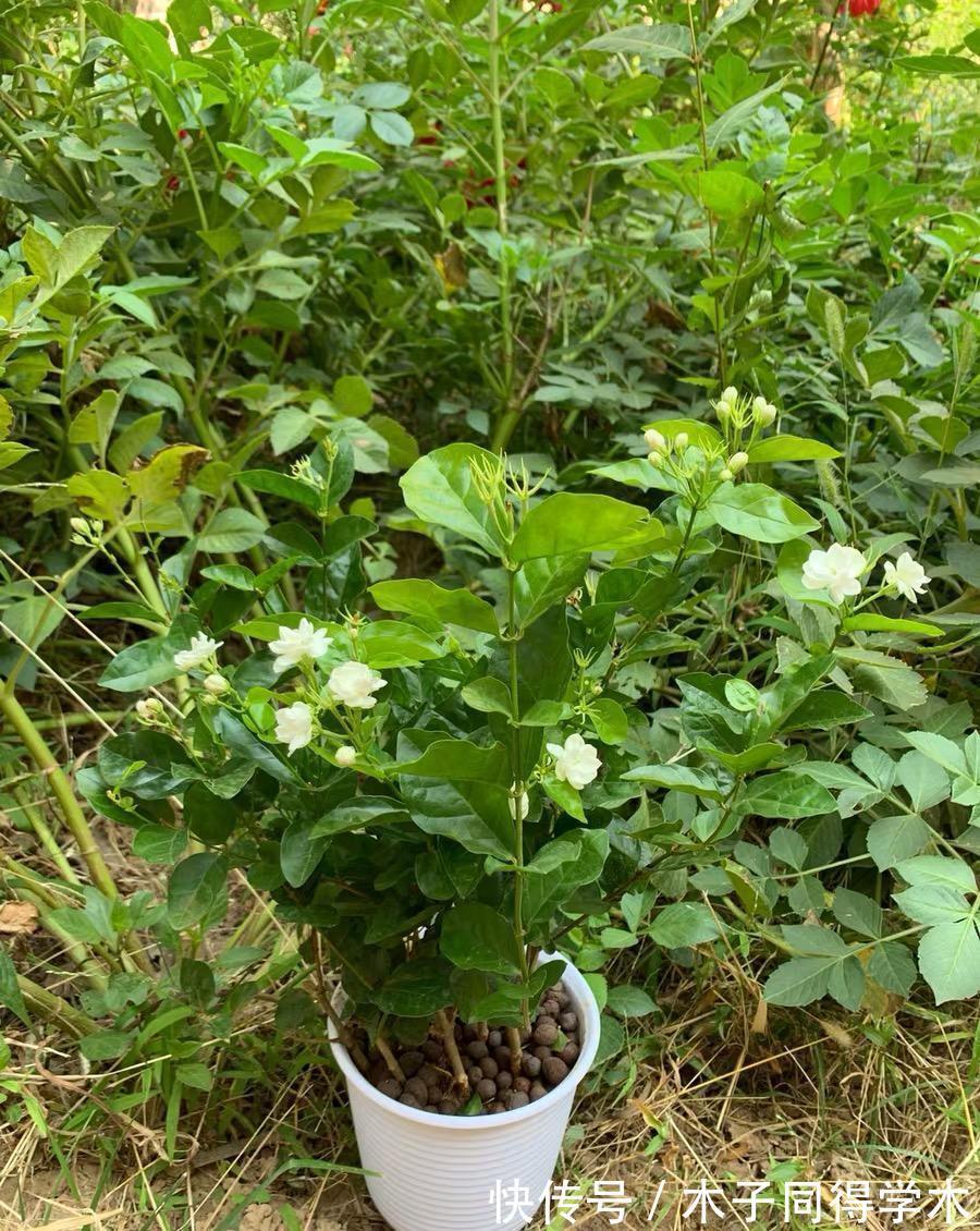 茉莉|茉莉叶子发黄,分不同的情况,对症下药,改善叶子发黄问题!