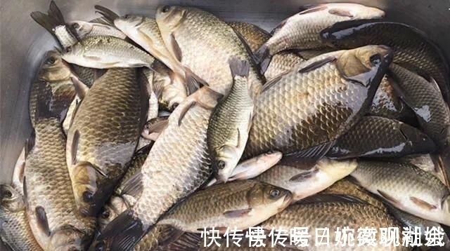 鱼口|别再相信蚯蚓是万能饵了，夏天这样用饵，渔获少不了