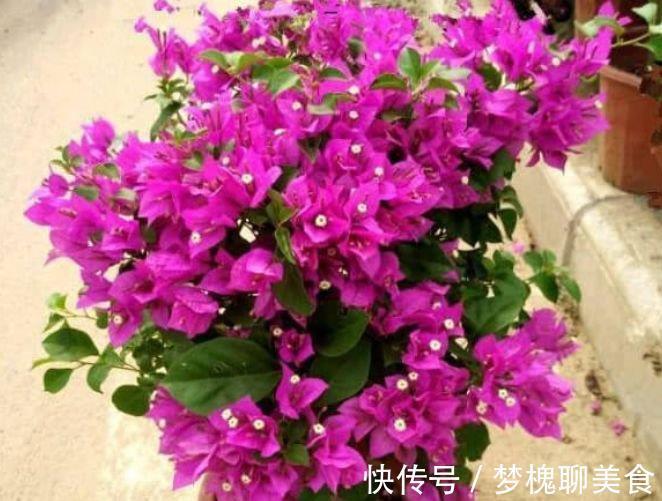 公认最美的4种花,不怕冷、不怕热,开花漂亮花期长