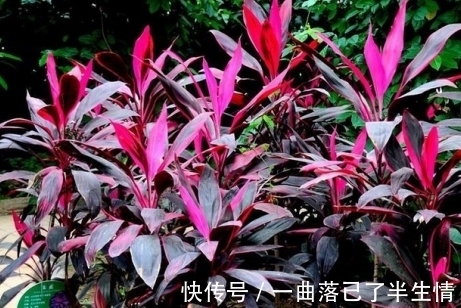 叶片|朱蕉叶片色彩越来越差了,有什么办法可以让它恢复呢