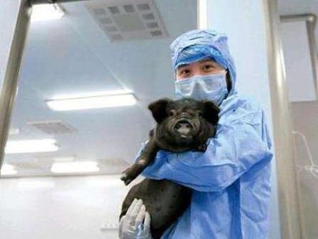 狒狒|35年前移植狒狒心脏的那个女孩,活了多久异种移植可行吗