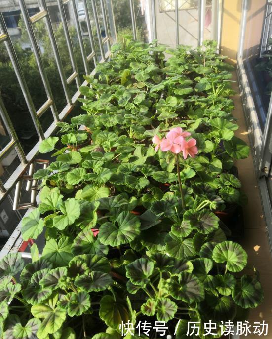 阳台养盆天竺葵,一不小心爆了盆,好养又好看,四季花不断