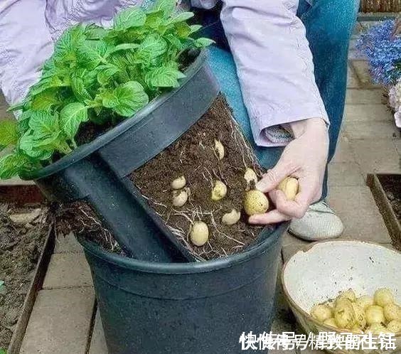 种菜|别墅院子这样设计，庭前栽花，屋后种菜，实现梦想中的田园生活！