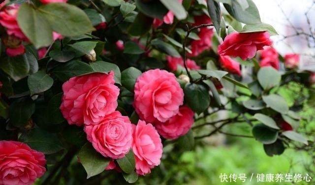 这几种花只能秋天扦插,到了春天爆盆,满枝头全是花!