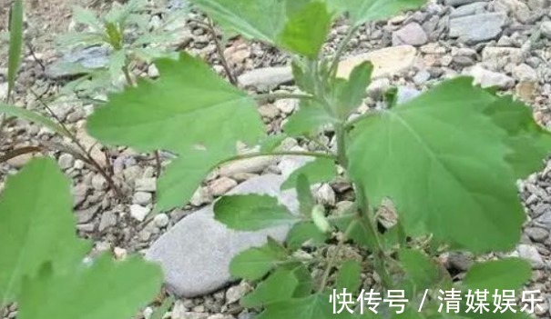 四金刚|野菜中的“四金刚”，钙含量是牛奶的2倍，吃过的人都说营养高