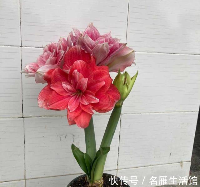 朱顶红|秋天的朱顶红,要做好一件事,球根饱满健壮,开出漂亮大花团