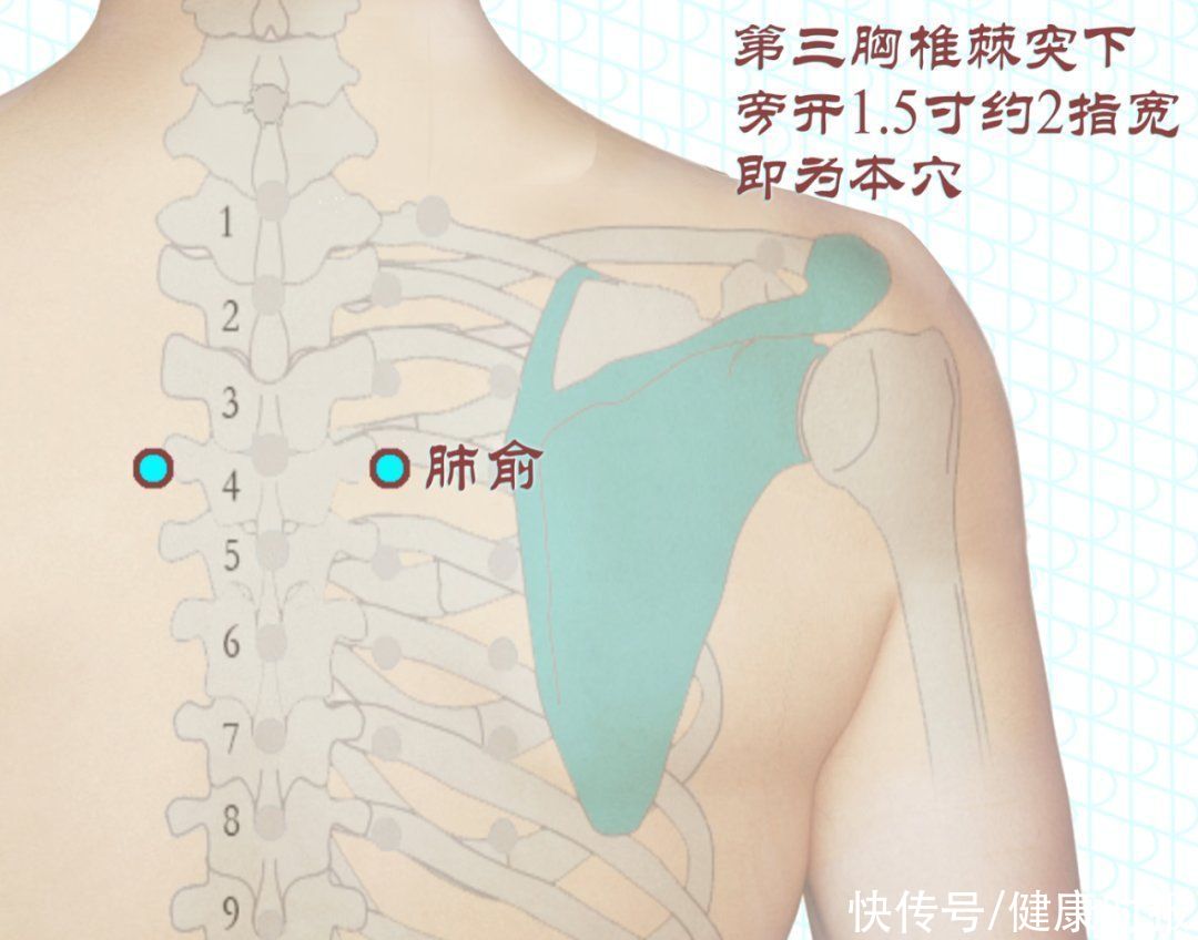 百合|要想冬天不生病，立秋之后，这个器官千万要护好