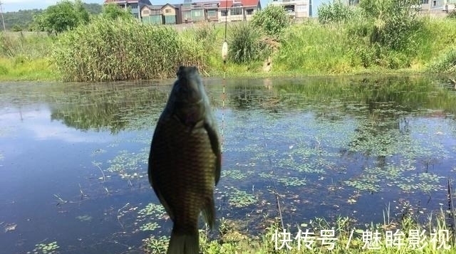 鲫鱼|都知道钓鲫鱼要找水草,但很多人忽略了第二步,难怪不上鱼!