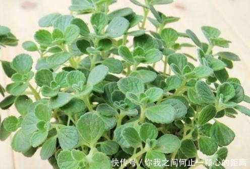 香气|这几种自带香气的花，家里种上一盆，就能让家里花香扑鼻