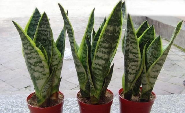 空气干燥、蚊虫多、异味大家里养这“4种花”,什么烦恼都没了