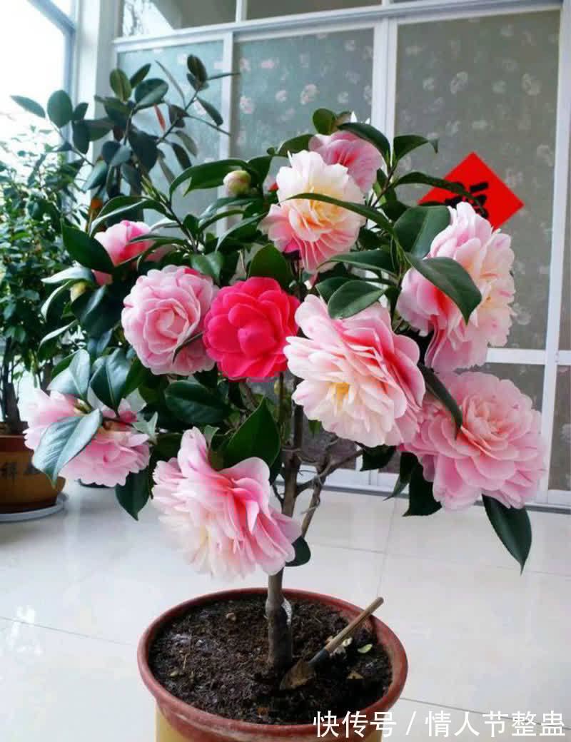 12种花,建议养一盆,不仅吸收废气,还有“旺财添福”的美好寓意