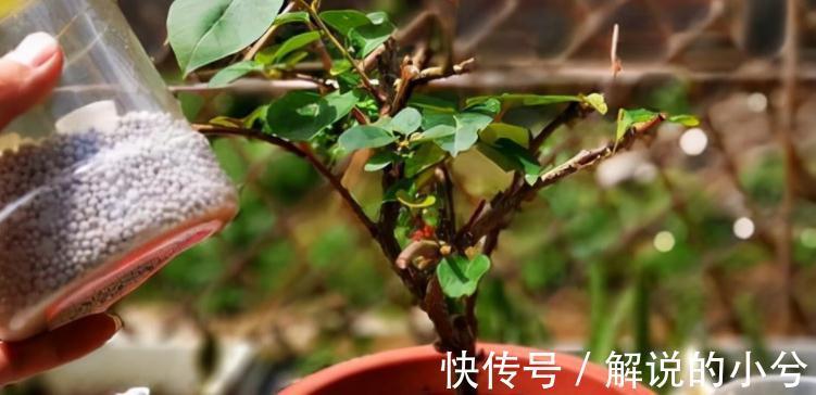 经验分享：用磷酸二氢钾养花的注意事项