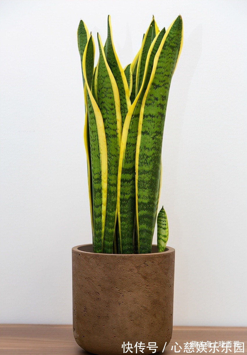 客厅养花不宜多！12种“吉祥花”任选一种，寓意好“养人”还旺家