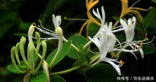  家里|4种花花期超长，家里养一盆四季有花赏，又美又好养