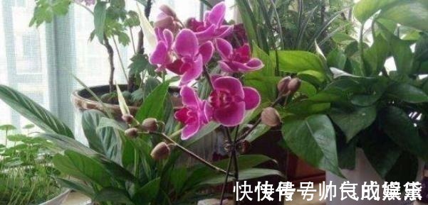 花卉|有钱人家中养花特讲究,就只养此4种花,难怪好运直上不停