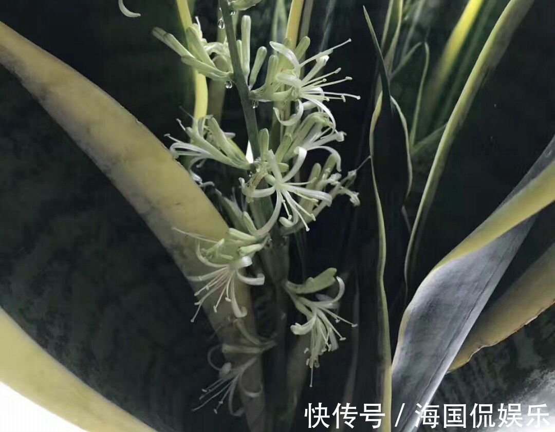 虎皮兰浇水太多怕烂根5个妙招分分钟排水,根旺叶片绿油油