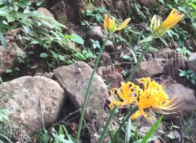 农村一种“神奇”植物，花和叶子永不相见，其实是清热祛痰良药