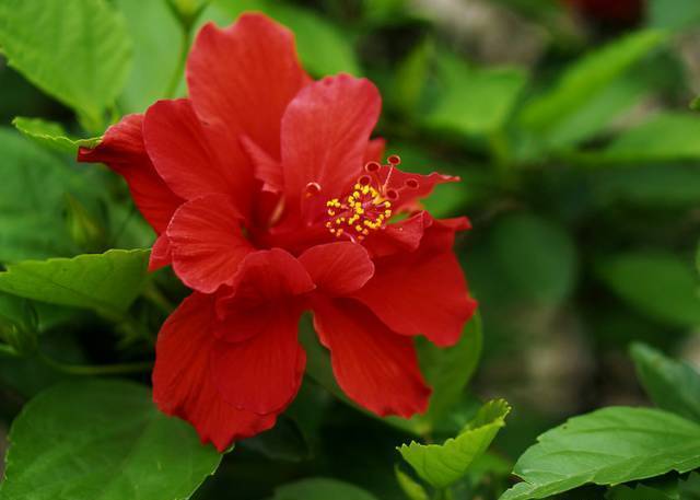 朱瑾花,木槿花,芙蓉花傻傻分不清花开的再妖娆也不要闹笑话