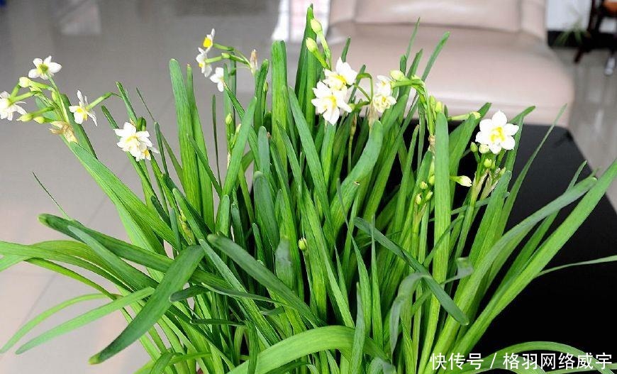 毒性|这“4种”花再便宜也别养,个个是“毒花”,看完赶紧搬走